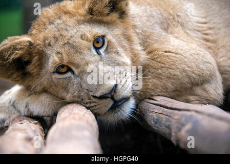 5 mois homme lion cub en captivité, portant sur des troncs regardant la caméra. Banque D'Images