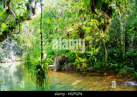 Sentiers nature charmant dans la forêt tropicale du parc national de Topes de Collantes à Cuba Banque D'Images