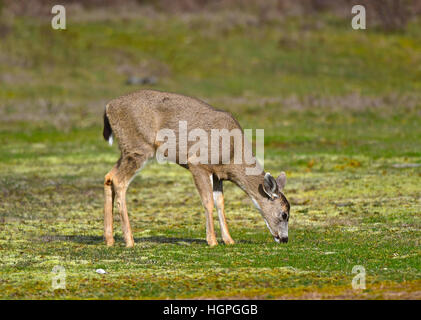 BlackTailed cerfs à l'air libre. 11 588 SCO. Banque D'Images