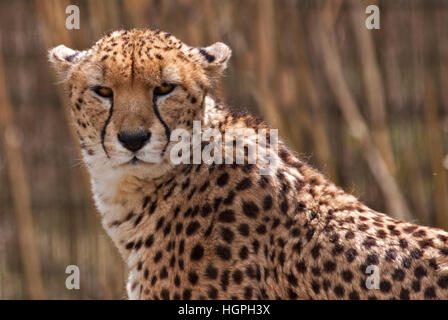 Le Guépard (Acinonyx jubatus) Banque D'Images