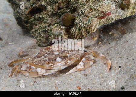 Schwimmkrabbe Marmorierte, Liocarcinus marmoreus, Portunus marmoreus, piscine en marbre, le crabe Portune marbré Banque D'Images