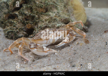 Schwimmkrabbe Marmorierte, Liocarcinus marmoreus, Portunus marmoreus, piscine en marbre, le crabe Portune marbré Banque D'Images