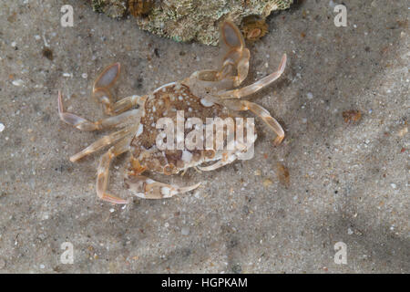 Schwimmkrabbe Marmorierte, Liocarcinus marmoreus, Portunus marmoreus, piscine en marbre, le crabe Portune marbré Banque D'Images