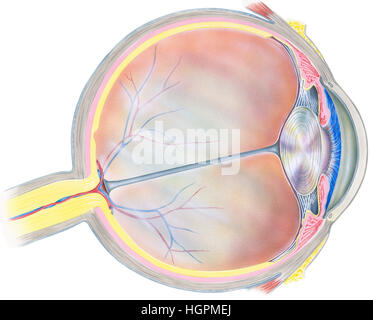 Un globe oculaire humain Coupe transversale montrant les structures suivantes : iris, en antérieur, postérieur membrane membrane limitante, tendon de rectu latéral Banque D'Images