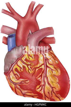 Coeur de l'homme - vue antérieure - montrant les artères coronaires, l'arc aortique, les ventricules gauche et droit, gauche et droite, oreillettes pulmary trunk, supérieur Banque D'Images