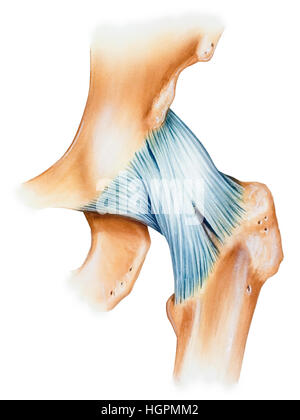 La capsule articulaire de la hanche ligaments, vue antérieure. Indiquées sont les ligaments iliofemoral (aussi connu sous le nom de "Y" de ligament de Bigelow) (ci-dessus) et de la pu Banque D'Images