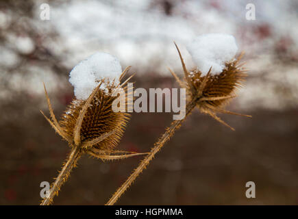 Spear thistle couverte de neige en hiver Banque D'Images