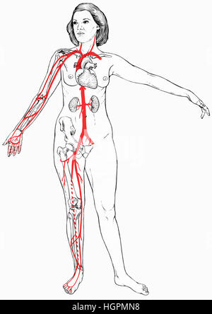 Figure féminine avec sélectionnez les organes, les os et les vaisseaux sanguins visibles. Sont indiquées la clavicule, le cœur et les reins. Os du bras - l'humérus, cubitus, rayon. B jambe Banque D'Images