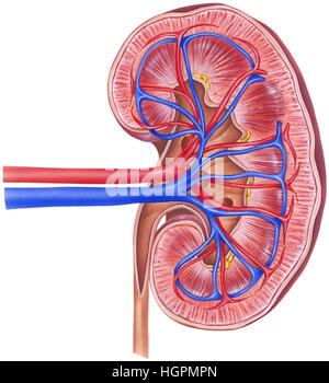 Anatomie d'un rein humain, la section en coupe. Indiquées sont l'artère rénale, la veine rénale, de l'uretère supérieur, calice, calice inférieur, et glomérule. Banque D'Images