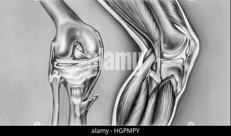 La vue (à gauche) montre le fémur, bord coupé de la capsule synoviale, ménisque, le péroné, le tibia, la rotule, ligament croisé antérieur, postérieur crucia Banque D'Images