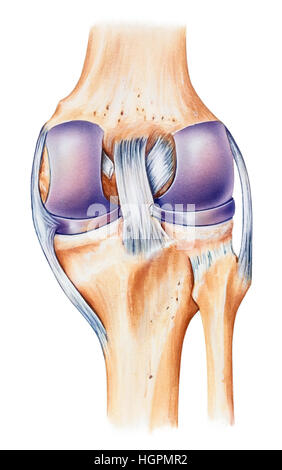 L'anatomie humaine normale d'un genou, vue dorsale. Indiqués sont le fémur, ligament croisé postérieur, le ligament croisé antérieur, surfaces articulaires de la l Banque D'Images