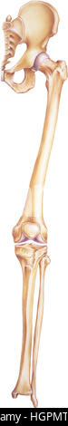 Jambe et hanche - les os et les articulations. Une jambe humaine complète, vue antérieure, montrant les os et les articulations. Banque D'Images