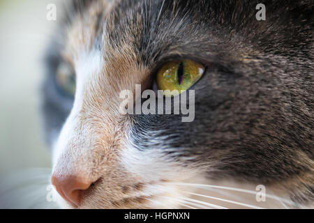 Chat Blanc Avec Nez Rose Closeup Photo Stock Alamy