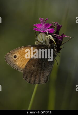 Meadow Brown Butterfly, capturé par l'Araignée Crabe sur Rose Chartreux Banque D'Images