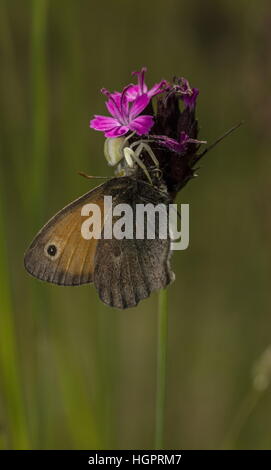 Meadow Brown Butterfly, capturé par l'Araignée Crabe sur Rose Chartreux Banque D'Images