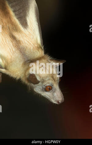 Fruit bat, Zoo de l'Oregon, Washington Park, Portland, Oregon Banque D'Images