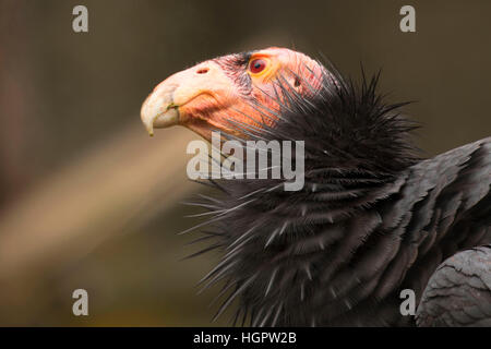 Condor de Californie (Gymnogyps californianus), Zoo de l'Oregon, Washington Park, Portland, Oregon Banque D'Images