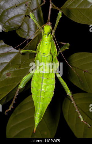 Phasme malais (Heteropteryx dilatata) Banque D'Images