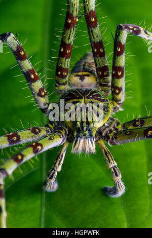 Araignée Huntsman Lichen (Heteropoda boiei) de forêt tropicale en Malaisie Banque D'Images