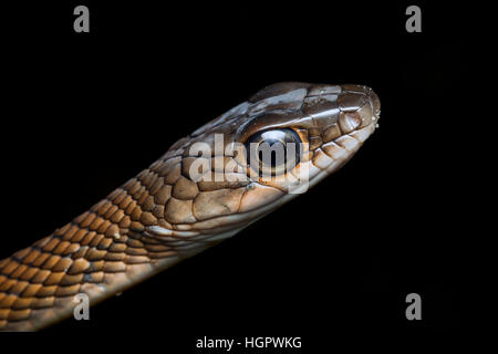Serpent Rat à ventre blanc (Ptyas fusca) dans la forêt tropicale de Malaisie Banque D'Images