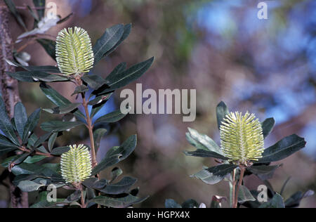 Les fleurs de Banksia, New South Wales, Australie Banque D'Images