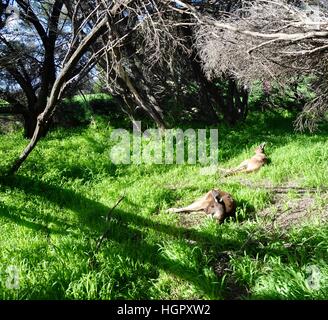 Kangourous sauvages se reposant dans le bush naturel à Heirisson Island avec arbres et herbe verte à Perth, Australie occidentale. Banque D'Images