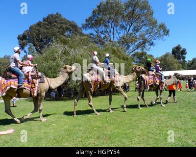 Australia-September,Perth WA,20,2014 : promenades en chameau au Festival de fées au King's Park botanic gardens à Perth, Australie occidentale Banque D'Images