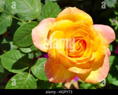 L'amitié avec la lumière jaune rose rose entouré de feuillage vert conseils dans le jardin de plein air dans l'ouest de l'Australie. Banque D'Images