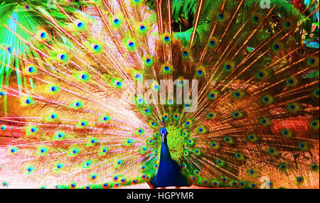 Peacock pavane son stuff Banque D'Images