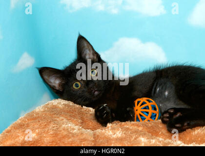 Portrait d'un chaton noir avec des yeux vert jaune portant sur lit de fourrure couleur caramel jouant avec bille en plastique toy à directement à l'afficheur. Banque D'Images