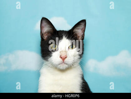 Portrait d'un noir et blanc tabby kitten looking at viewer, un œil partiellement le strabisme et plus petit que les autres. Fond bleu ciel avec des nuages. Banque D'Images