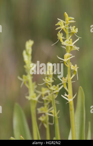 Groupe de 4 Fen Orchidées (Liparis loeselii) dans les Norfolk Broads Banque D'Images