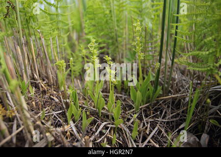 Un groupe de 20 orchidées Fen (Liparis loeselii) sur un monticule de terre saturée à Sutton Fen dans les Norfolk Broads Banque D'Images