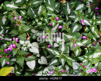 Blooming Lamium maculatum 'Roseum' (spotted henbit, spotted dead-nettle, Purple dragon) Banque D'Images