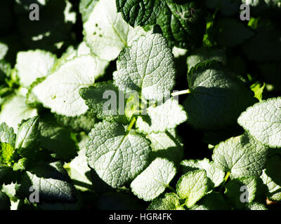 Lamium maculatum 'White Nancy' (spotted henbit, spotted dead-nettle. Purple dragon) Banque D'Images