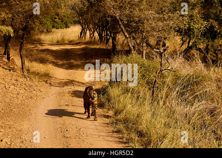 Grand mâle Tiger marche sur un chemin herbeux, le parc national de Ranthambore, en Inde Banque D'Images