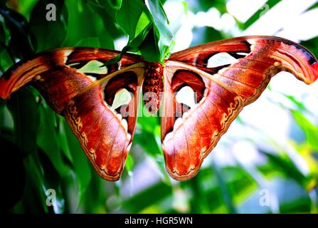 Atlas moth géant Banque D'Images