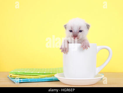 10 nouveau-né chaton de jour assis dans une tasse de thé sur la soucoupe sur la table, les pieds sur côté de tasse à la recherche au spectateur. Fond jaune vif. Banque D'Images