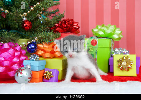 Adorable chaton tigré gris et blanc trois semaines assis sur une pile de cadeaux de Noël sous un petit arbre décoré avec des ornements d'or et boule Banque D'Images