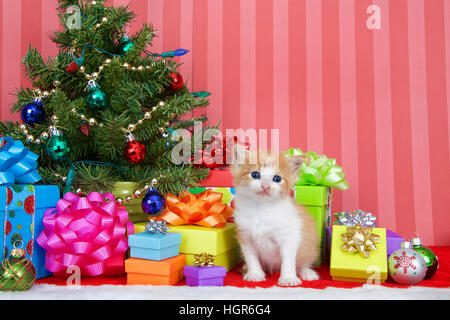 Orange et blanc tabby adorable chaton 3 semaines assis sur une pile de cadeaux de Noël sous un petit arbre décoré avec des ornements de balle et aller Banque D'Images