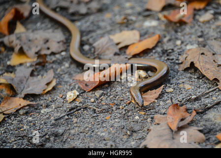 Close up of Slow Worm (Anguis fragilis) Banque D'Images