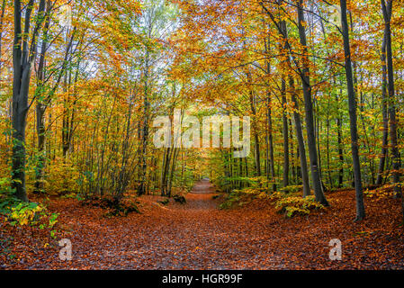 Sentier dans une forêt en automne Banque D'Images