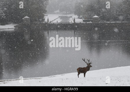 Red Deer stag se tient à l'attention dans les fortes chutes de neige à l'abbaye de Fountains près de Ripon dans Yorkshire du nord. le met office a publié une des conditions météorologiques Banque D'Images