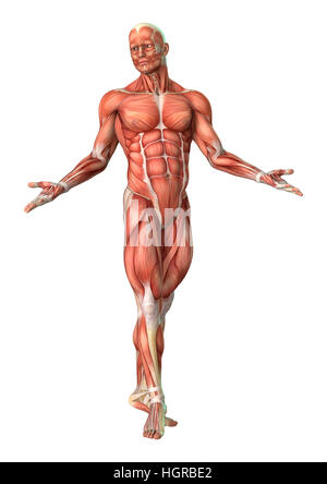 Le rendu 3D d'une anatomie masculine figure avec les muscles site isolé sur fond blanc Banque D'Images