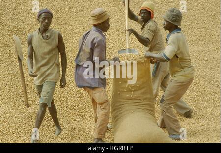 L'Afrique, la récolte de l'arachide au Sénégal Banque D'Images