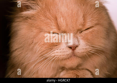 Close-up of ginger fluffy et furry cat face dormir ou ronronnant piscine Banque D'Images
