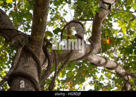 La forêt et les plantes dans le parc national de Phu Phra bat près de la ville de Udon Thani dans l'Isan dans le nord-est de la Thaïlande. Banque D'Images