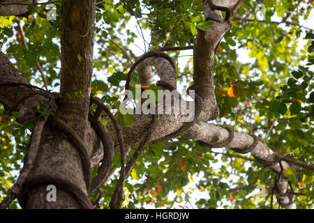 La forêt et les plantes dans le parc national de Phu Phra bat près de la ville de Udon Thani dans l'Isan dans le nord-est de la Thaïlande. Banque D'Images