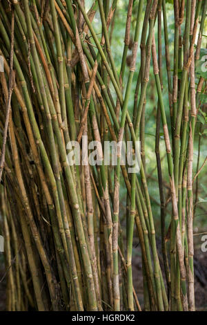 La forêt et les plantes dans le parc national de Phu Phra bat près de la ville de Udon Thani dans l'Isan dans le nord-est de la Thaïlande. Banque D'Images