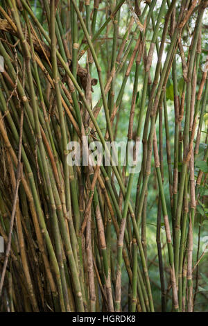 La forêt et les plantes dans le parc national de Phu Phra bat près de la ville de Udon Thani dans l'Isan dans le nord-est de la Thaïlande. Banque D'Images